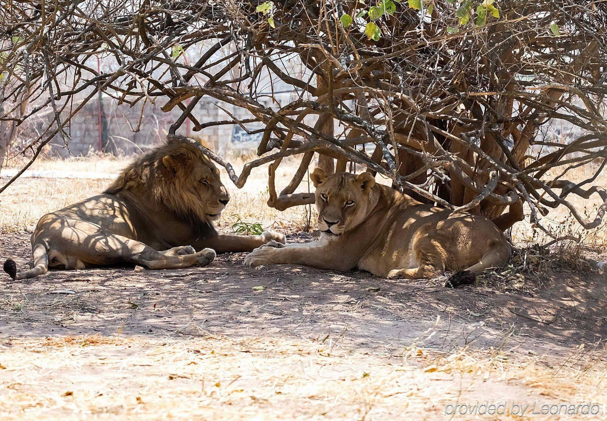 Protea Hotel Lusaka Safari Lodge Ntowololo Esterno foto